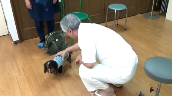 気鍼による犬の治療２